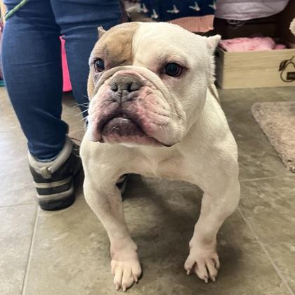 Cher, ADOPTABLE, Adult Female Mixed Breed.