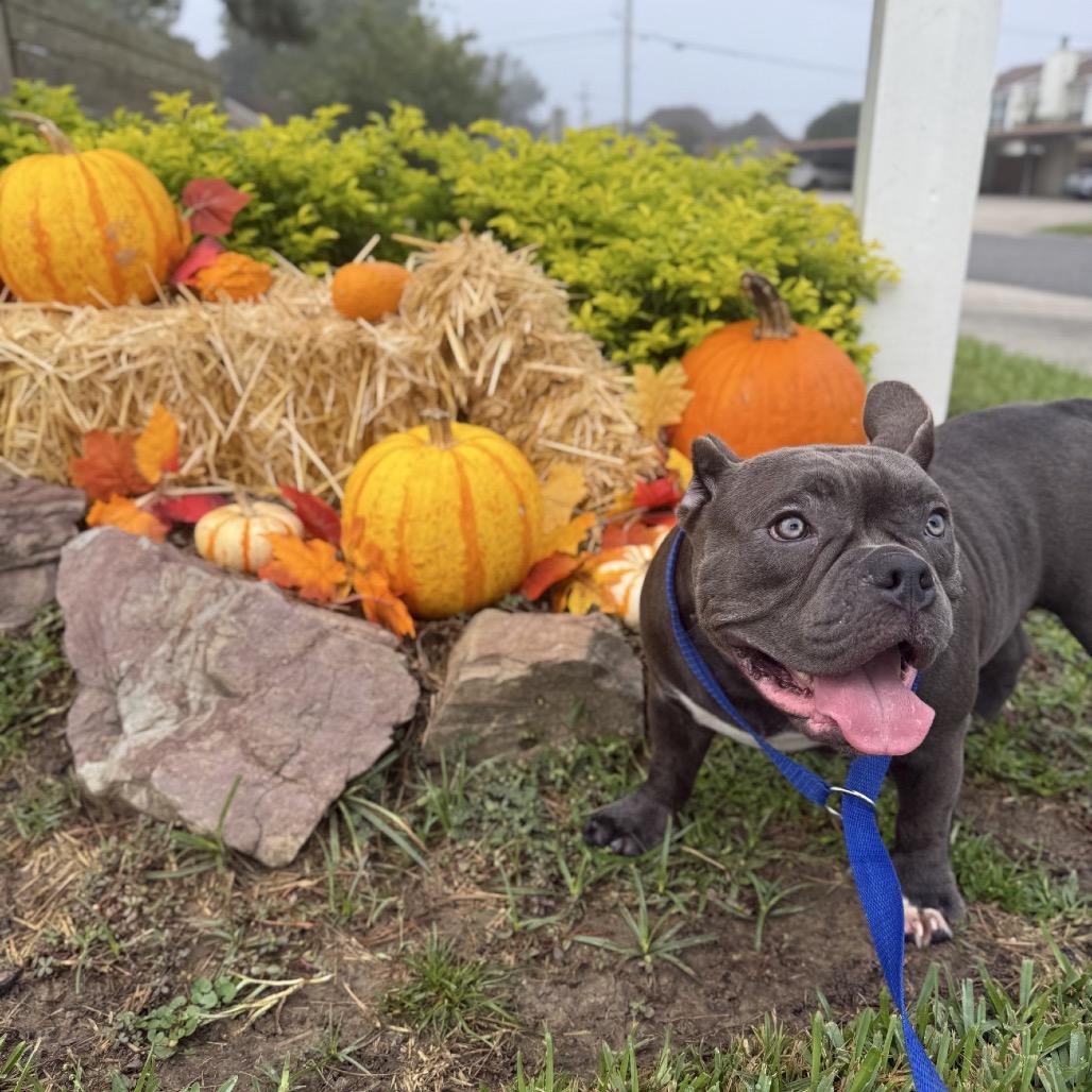 Hanna Hippo, a Adoptable mixed breed in Baton Rouge, LA image 1/6