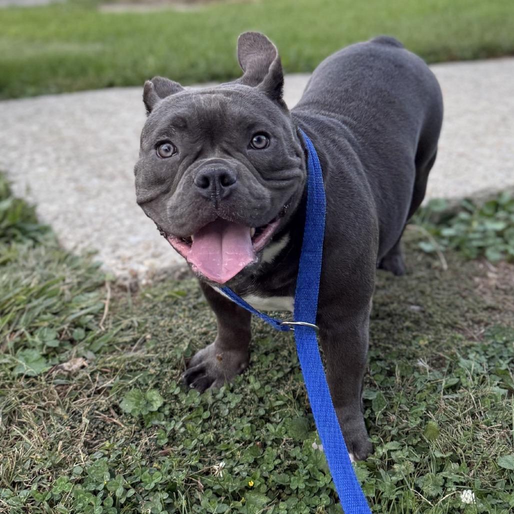 Hanna Hippo, a Adoptable mixed breed in Baton Rouge, LA image 2/6