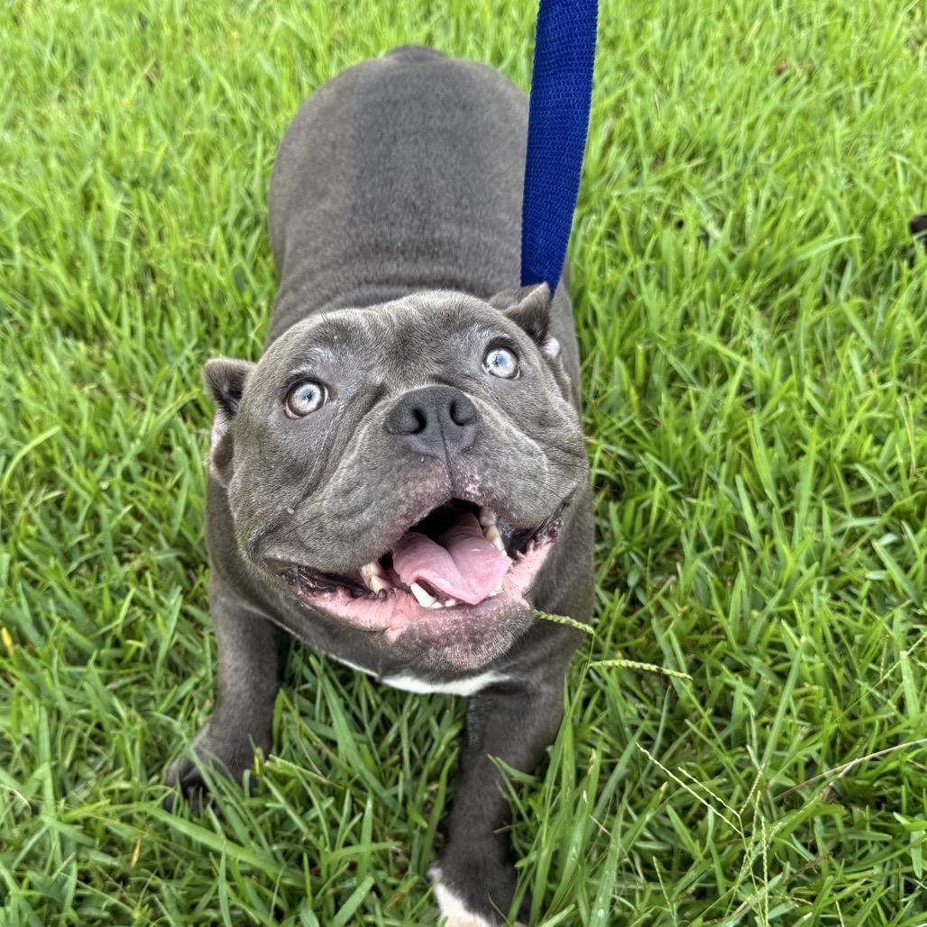 Hanna Hippo, a Adoptable mixed breed in Baton Rouge, LA image 3/6