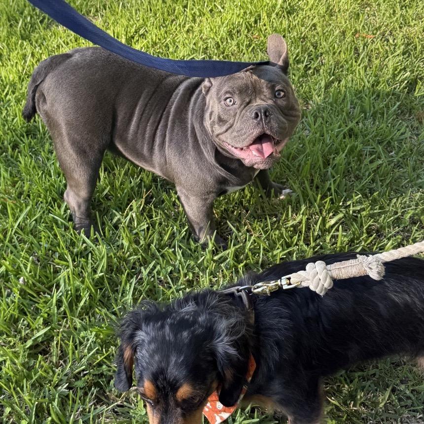 Hanna Hippo, a Adoptable mixed breed in Baton Rouge, LA image 4/6