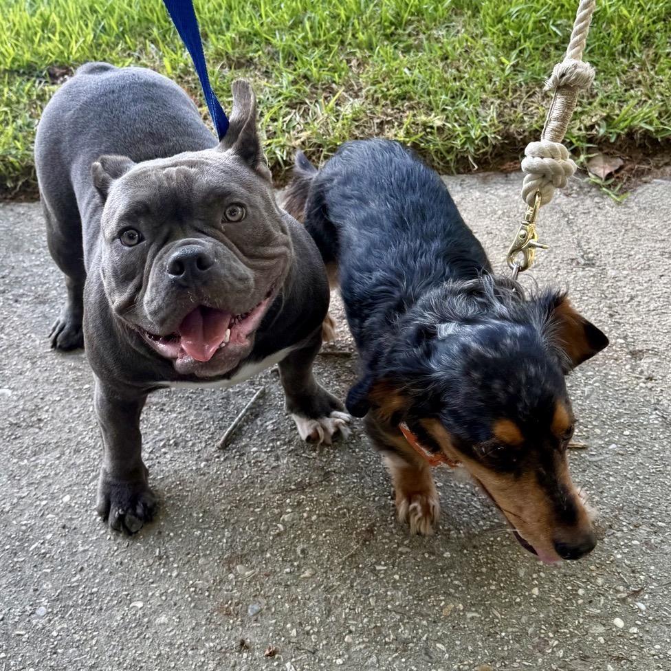 Hanna Hippo, a Adoptable mixed breed in Baton Rouge, LA image 5/6