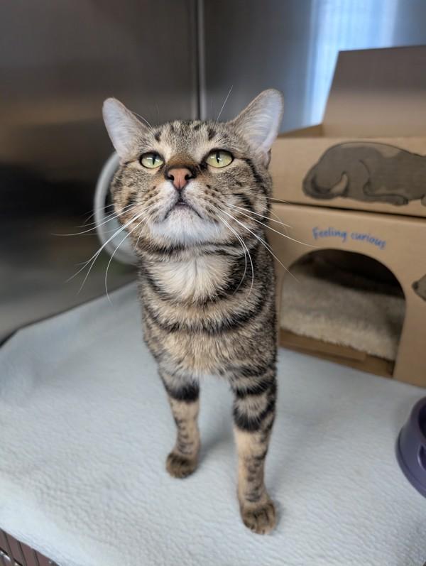 Enlarge Cosmo, a Adoptable mixed breed in Williams Lake, BC image 1/5