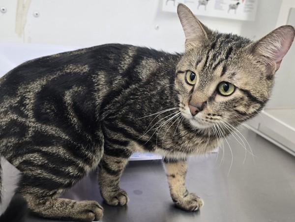 Enlarge Cosmo, a Adoptable mixed breed in Williams Lake, BC image 3/5