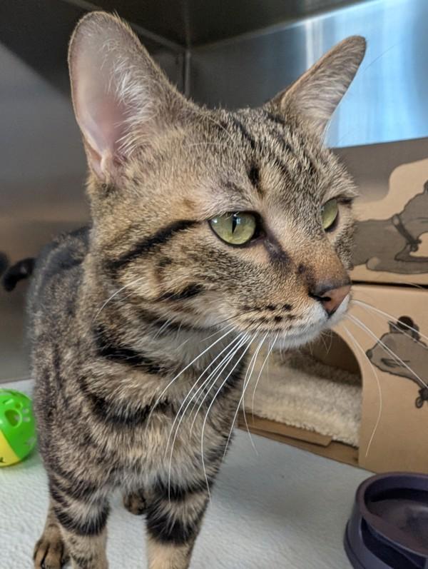 Enlarge Cosmo, a Adoptable mixed breed in Williams Lake, BC image 4/5