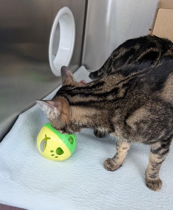 Enlarge Cosmo, a Adoptable mixed breed in Williams Lake, BC image 5/5