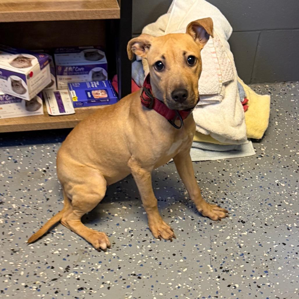 Kayda, Adoptable, Young Female Hound & Mountain Cur.