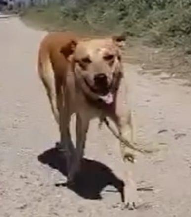 Alfie, Adult Male Mixed Breed