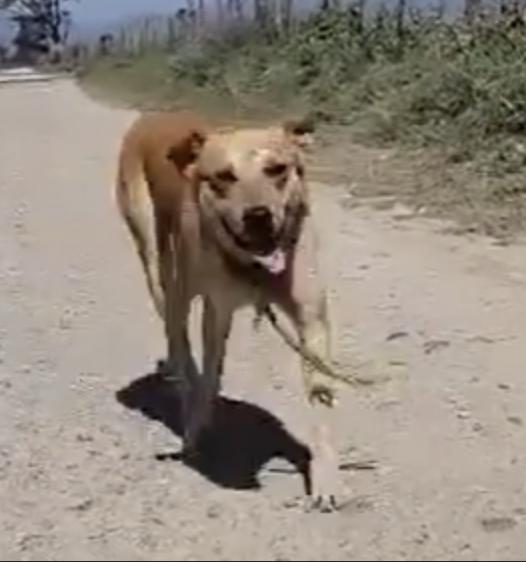 Alfie, an adoptable Mixed Breed in EL COLORADO, JAL, 48265 | Photo Image 3