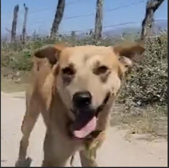 Alfie, an adoptable Mixed Breed in EL COLORADO, JAL, 48265 | Photo Image 2
