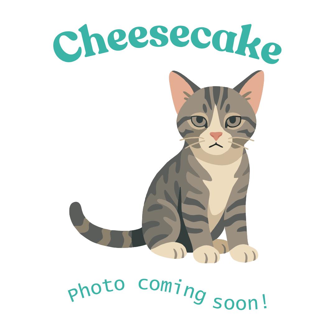 Cheesecake, Adoptable, Kitten Male American Shorthair.
