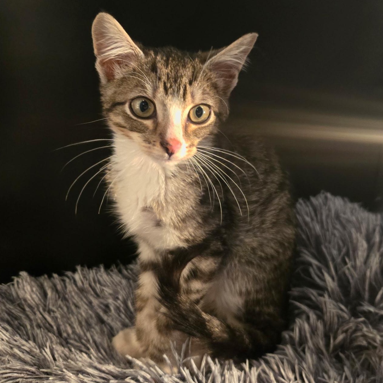 Enlarge Cheesecake, a Adoptable mixed breed in Houston, TX image 1/6