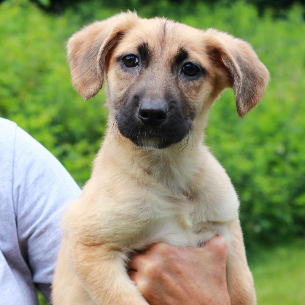 CT Petra, Adoptable, Puppy Female Mixed Breed.