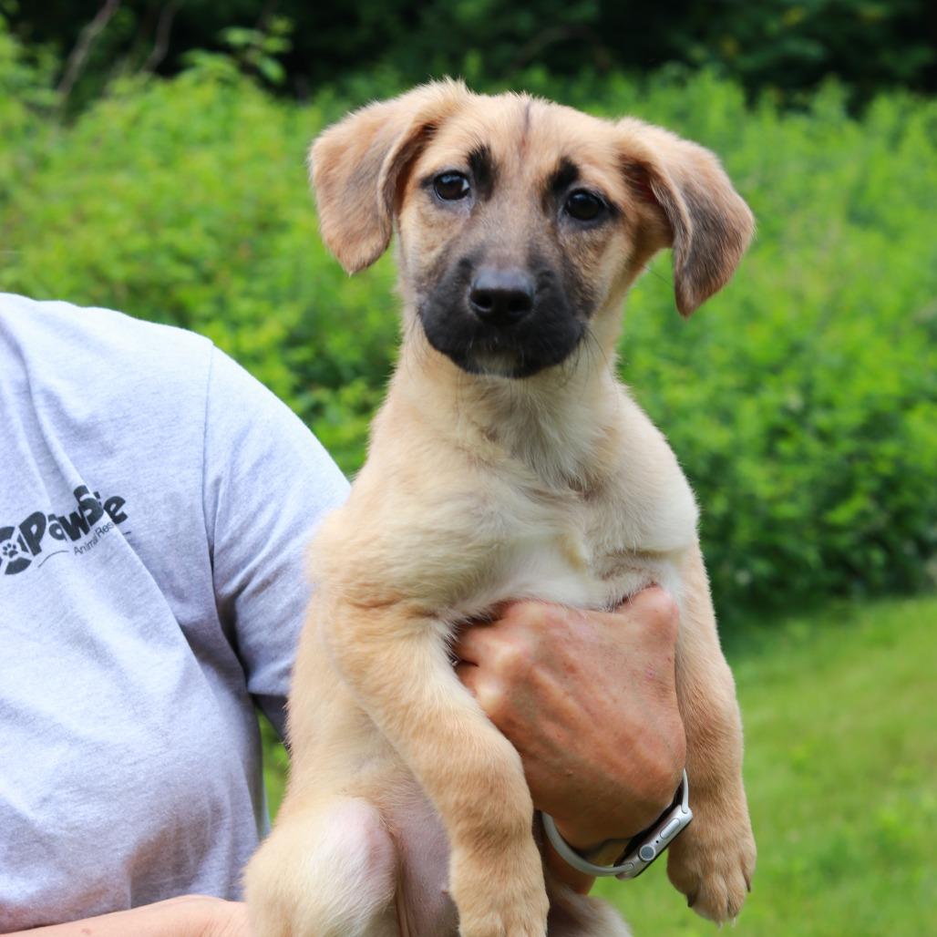 Enlarge CT Petra, a Adoptable Mixed Breed in Stormville, NY image 2/3