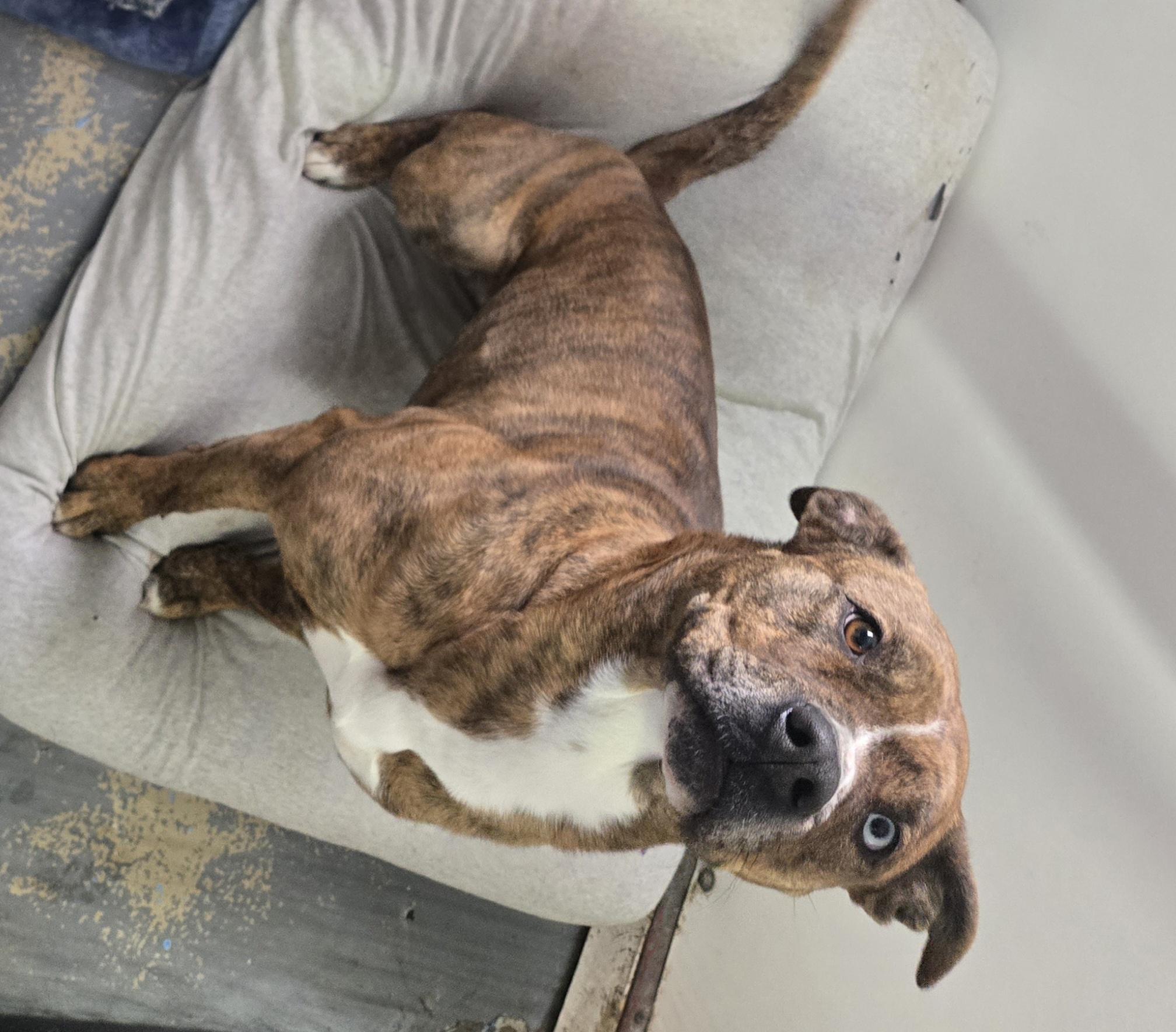 Violet, Adoptable, Adult Female Pit Bull Terrier.