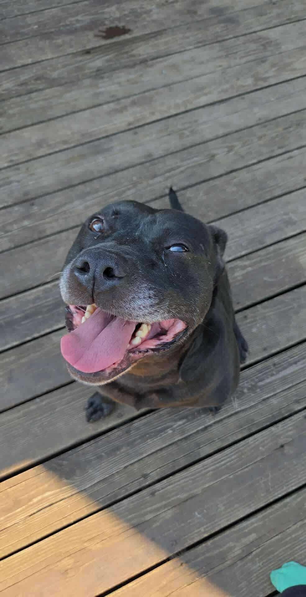 Walter (Foster Needed)