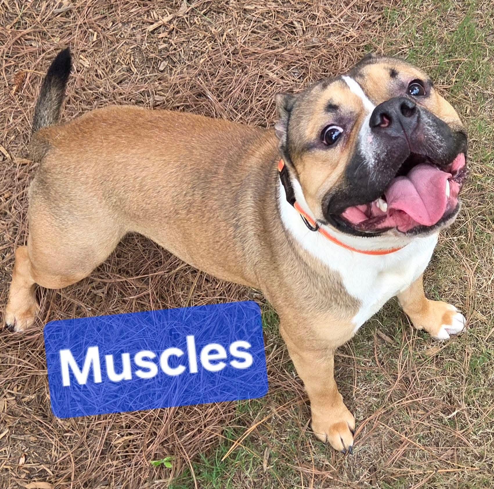 Enlarge Muscles, a Adoptable American Bully in North Augusta, SC image 1/4
