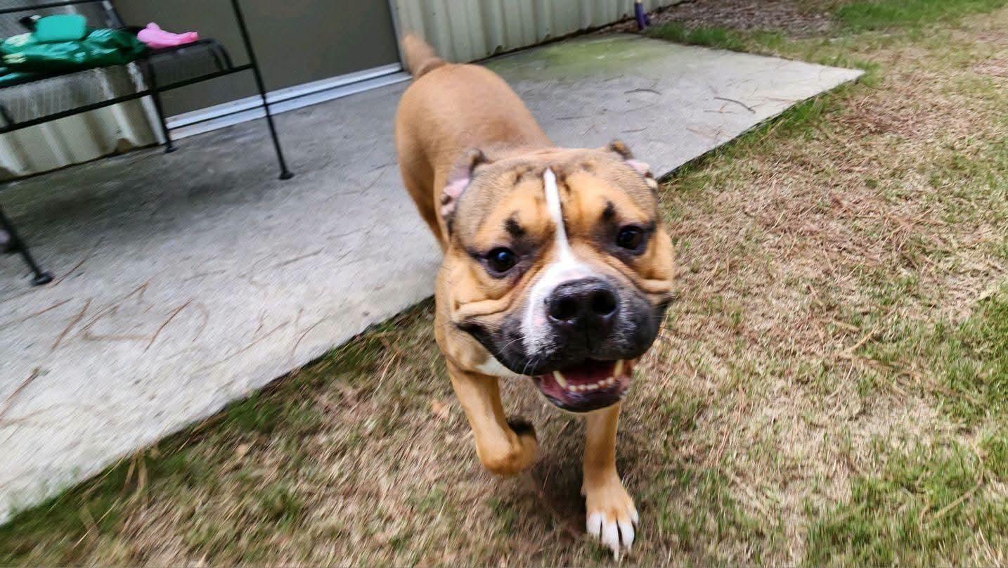 Enlarge Muscles, a Adoptable American Bully in North Augusta, SC image 3/4