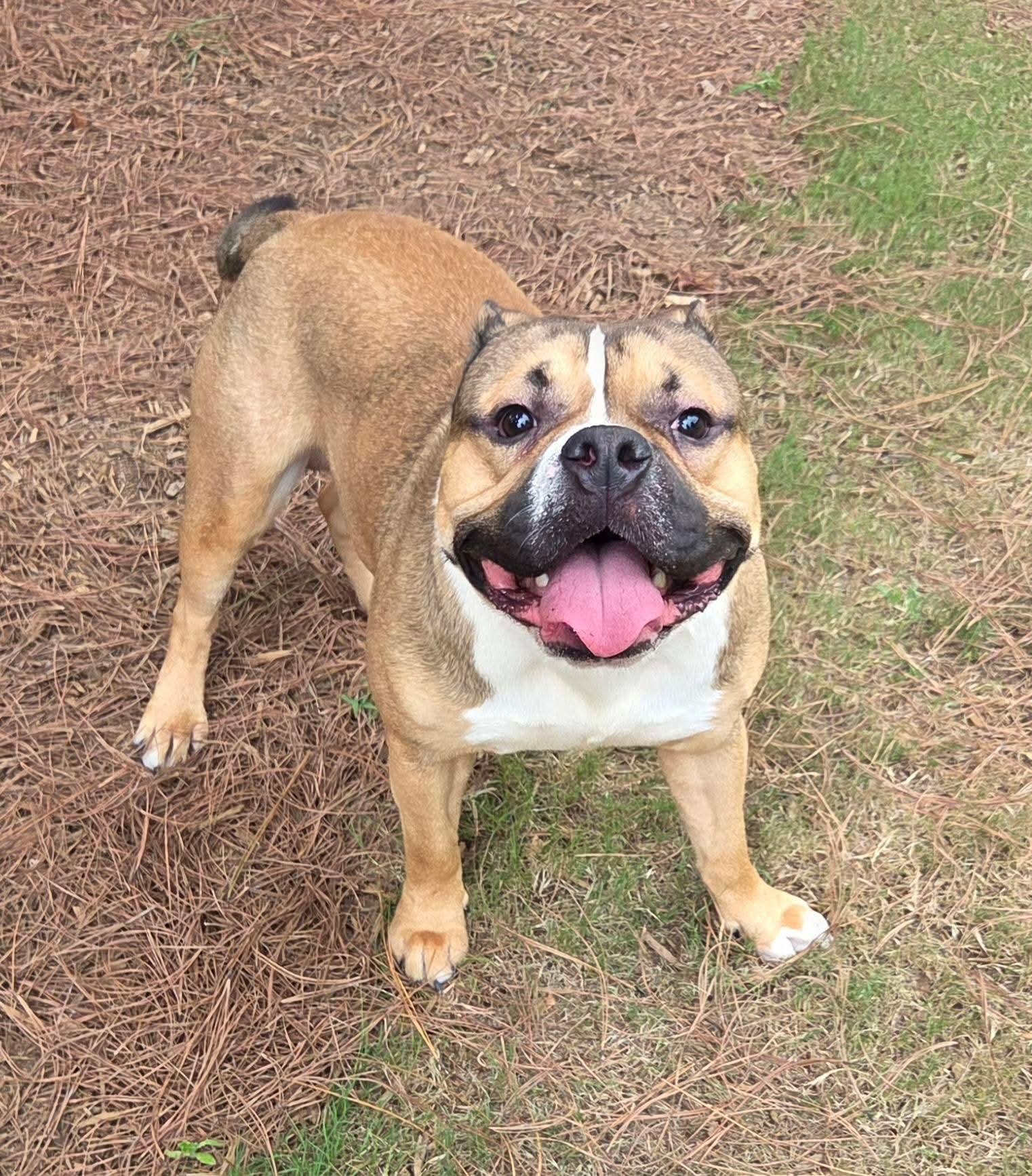 Enlarge Muscles, a Adoptable American Bully in North Augusta, SC image 2/4