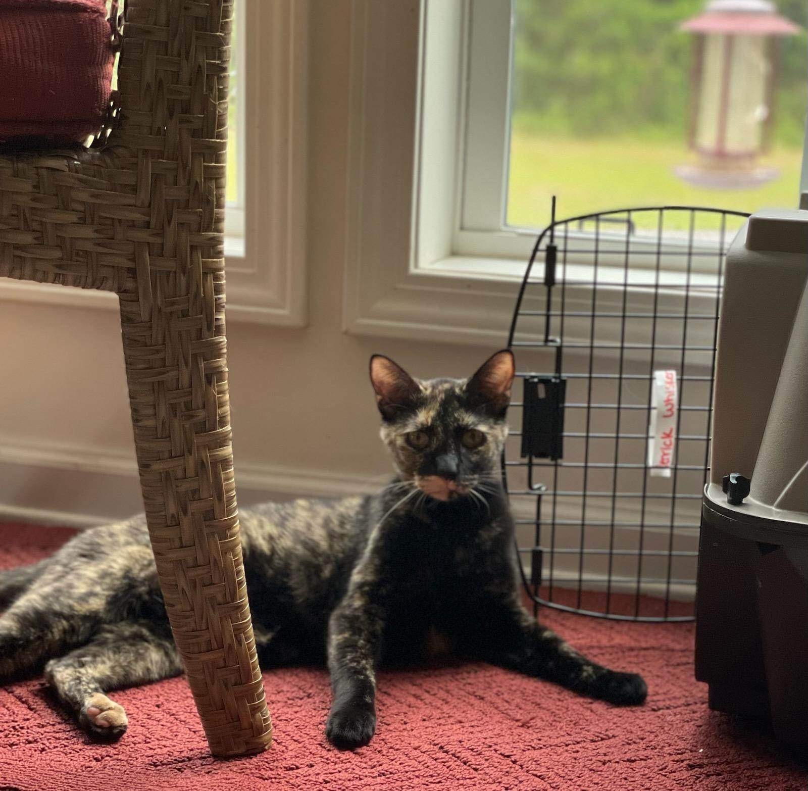 Sassy, a Adoptable Tortoiseshell image 1/5