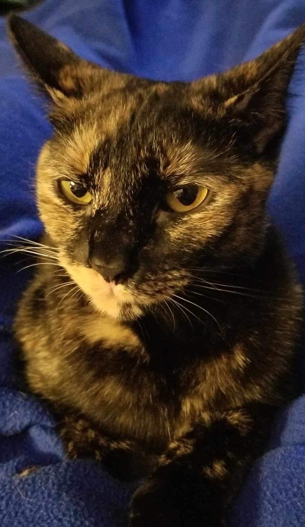 Sassy, a Adoptable Tortoiseshell image 2/5