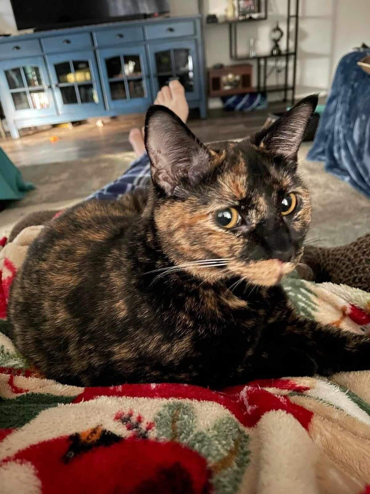 Sassy, a Adoptable Tortoiseshell image 3/5