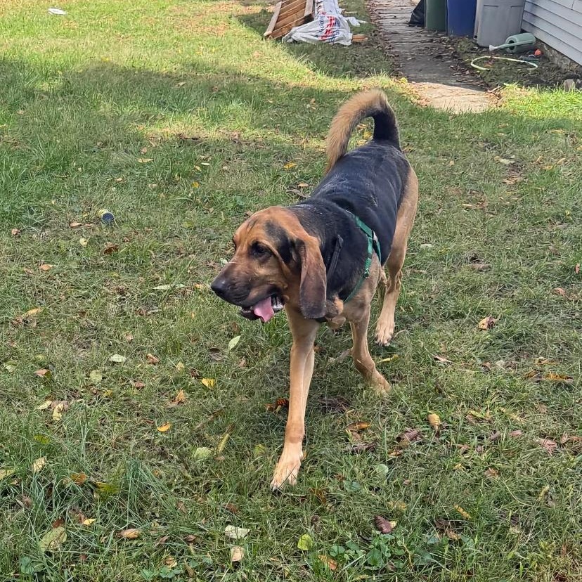 Enlarge Dewey, a Adopted Bloodhound in Philadelphia, PA image 3/4