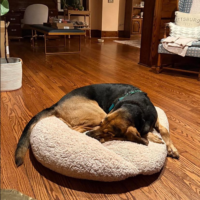 Enlarge Dewey, a Adopted Bloodhound in Philadelphia, PA image 4/4