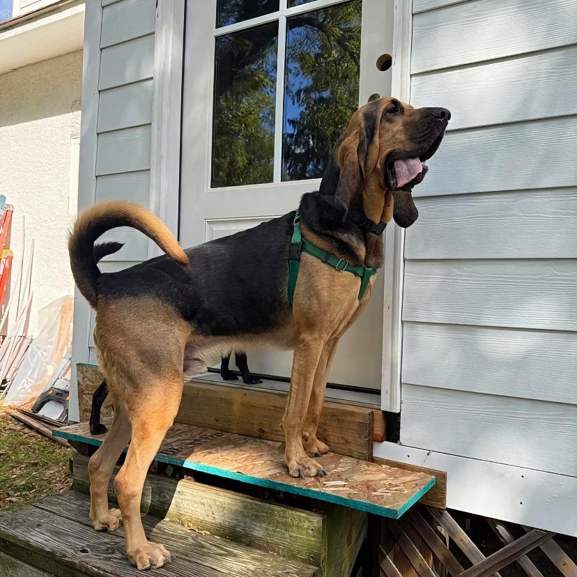 Enlarge Dewey, a Adopted Bloodhound in Philadelphia, PA image 2/4