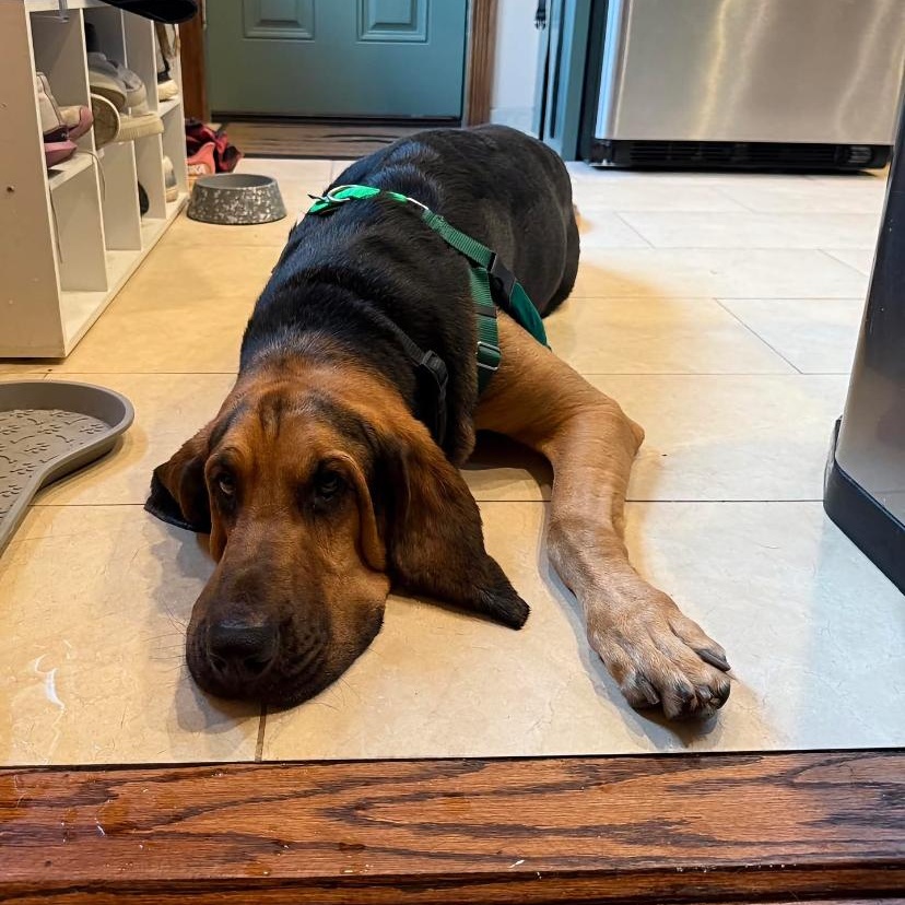 Dewey, Adopted, Adult Male Bloodhound.