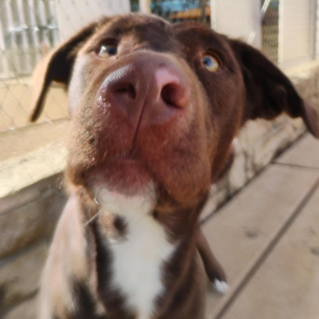 Campbell, Adoptable, Young Female Mixed Breed.