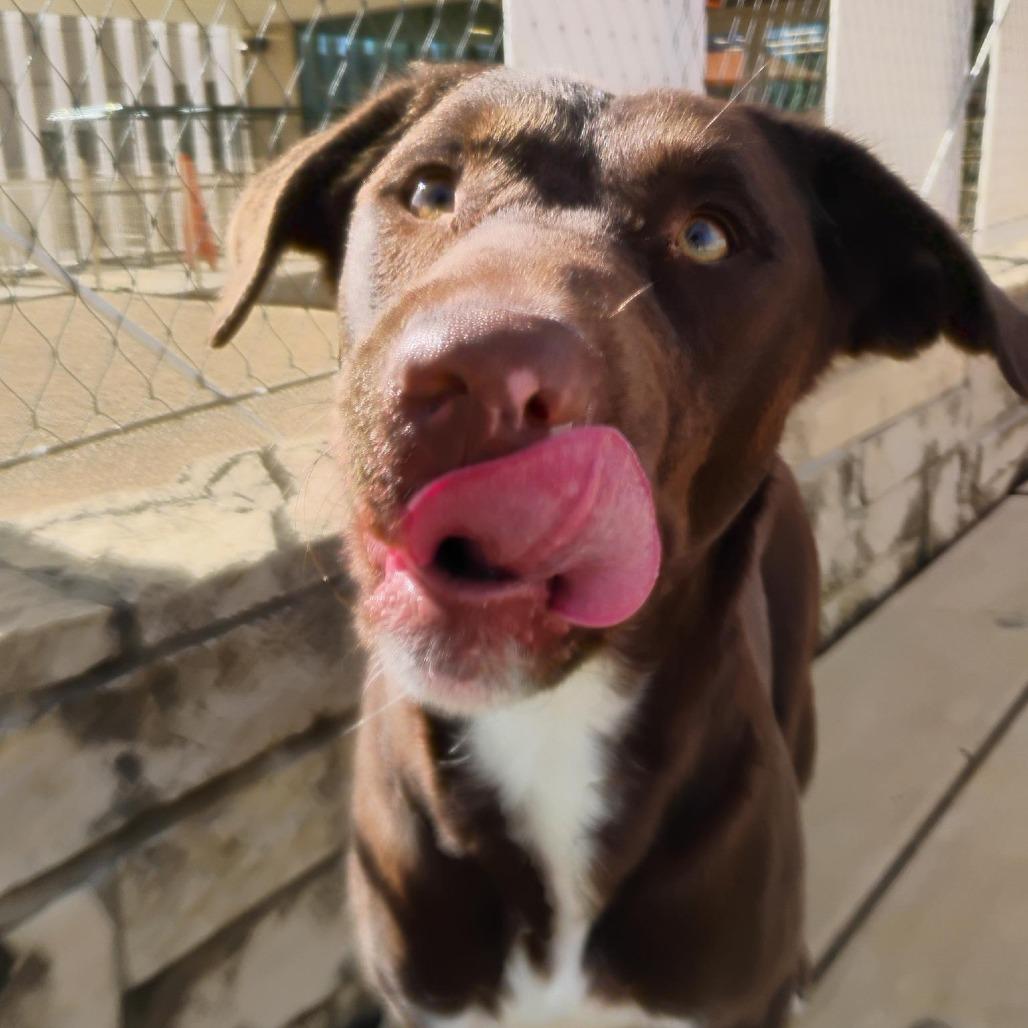 Campbell, a Adoptable Mixed Breed in Bentonville, AR image 2/2