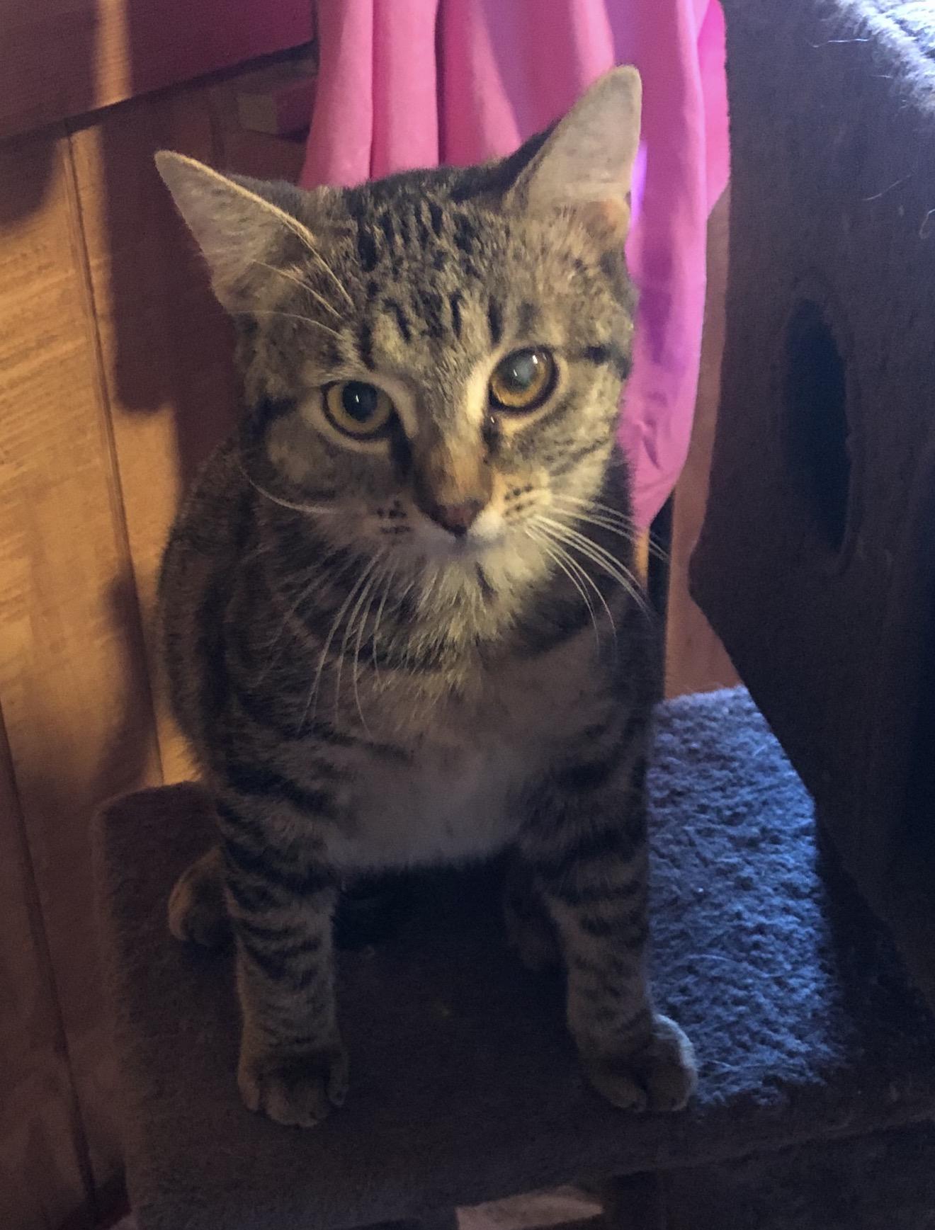 Princess, Adoptable, Young Female Domestic Medium Hair.