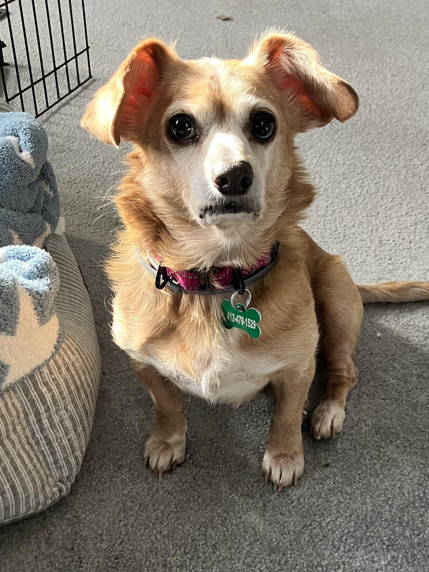 Enlarge Roxie, a Adoptable mixed breed in Bradfordwoods, PA image 4/5