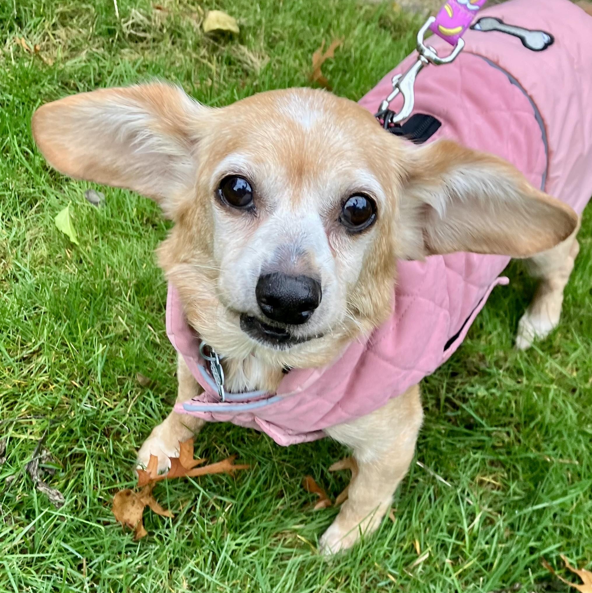 Enlarge Roxie, a Adoptable mixed breed in Bradfordwoods, PA image 1/5