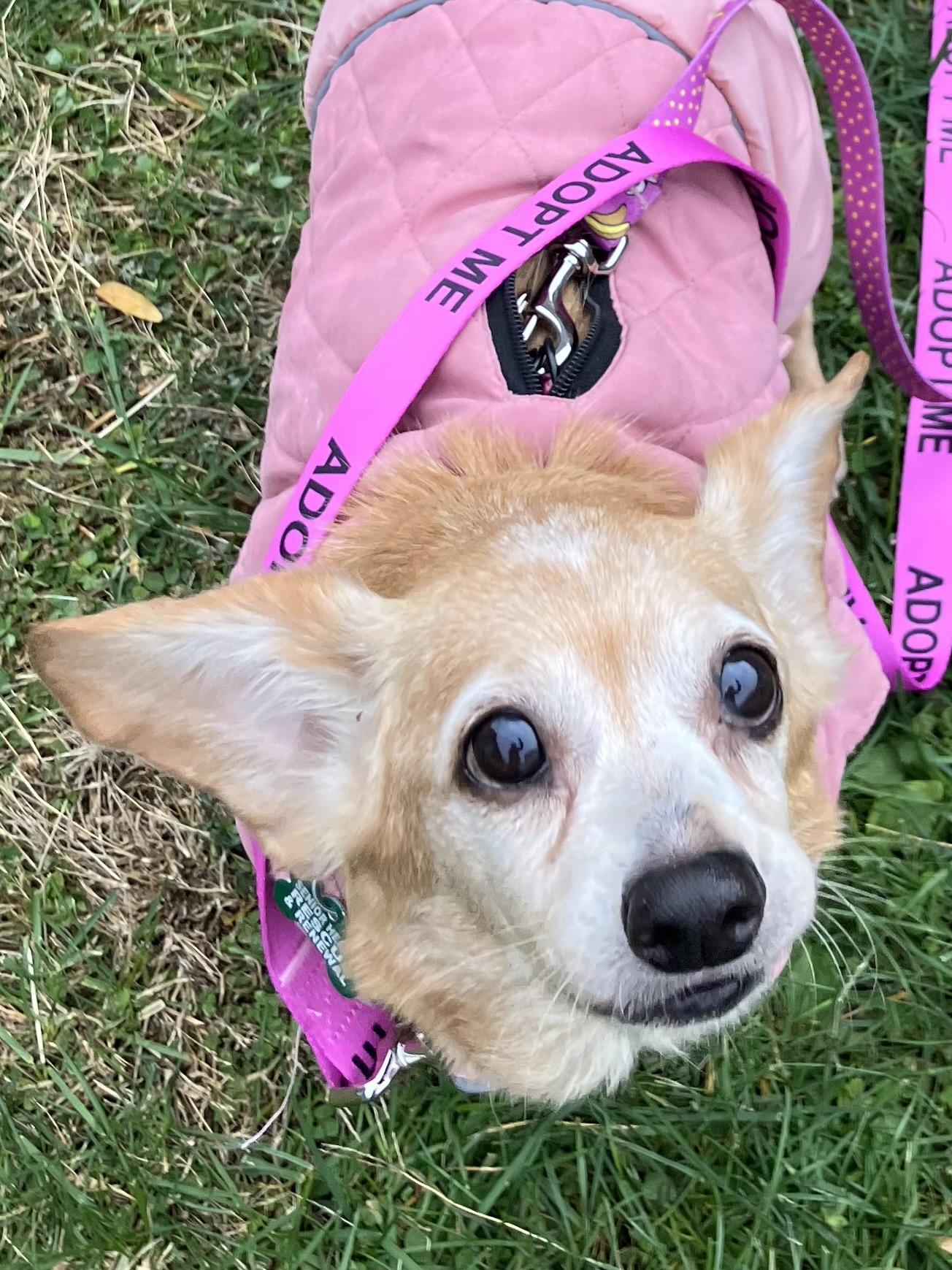 Enlarge Roxie, a Adoptable mixed breed in Bradfordwoods, PA image 2/5