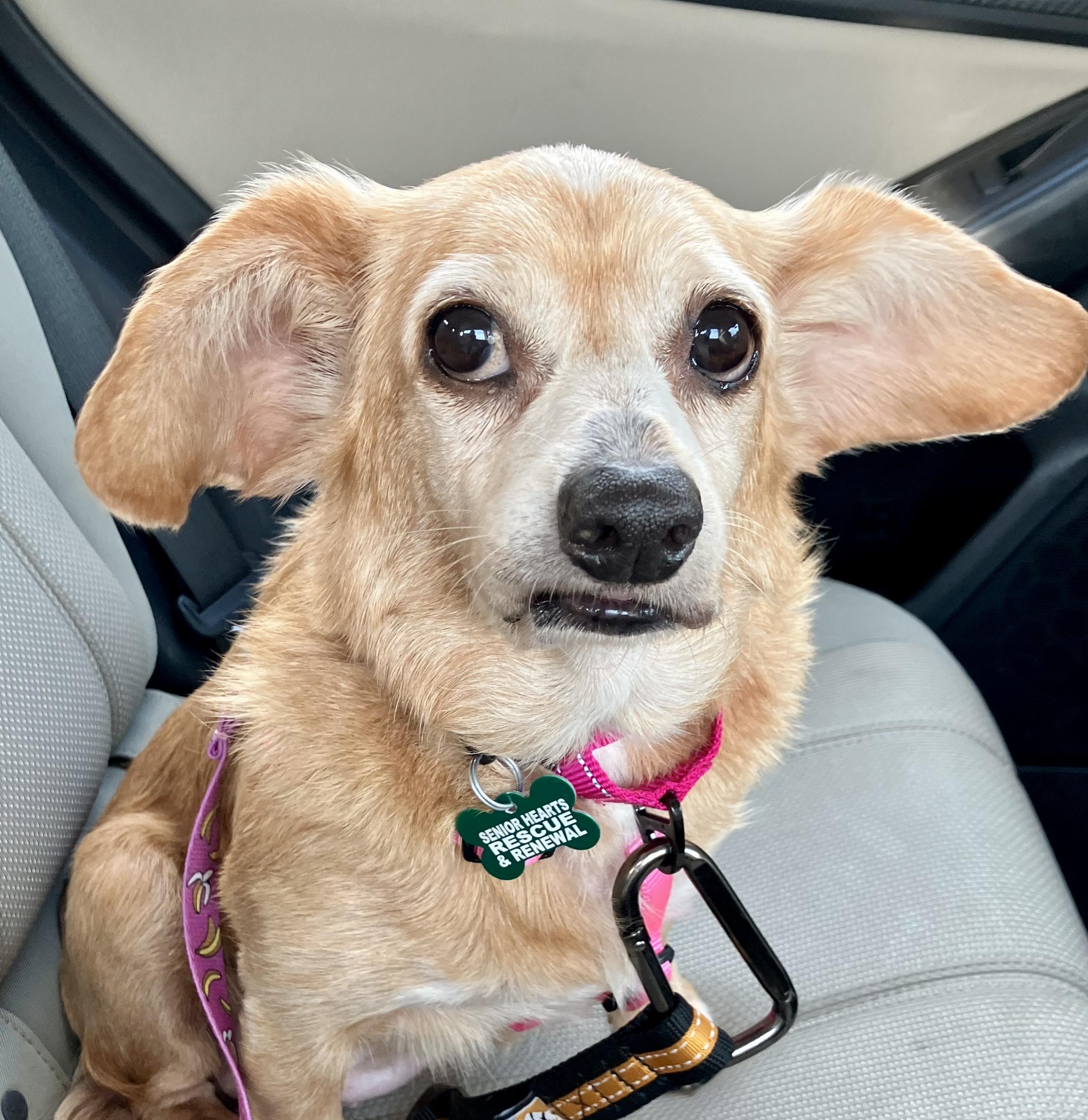 Enlarge Roxie, a Adoptable mixed breed in Bradfordwoods, PA image 3/5