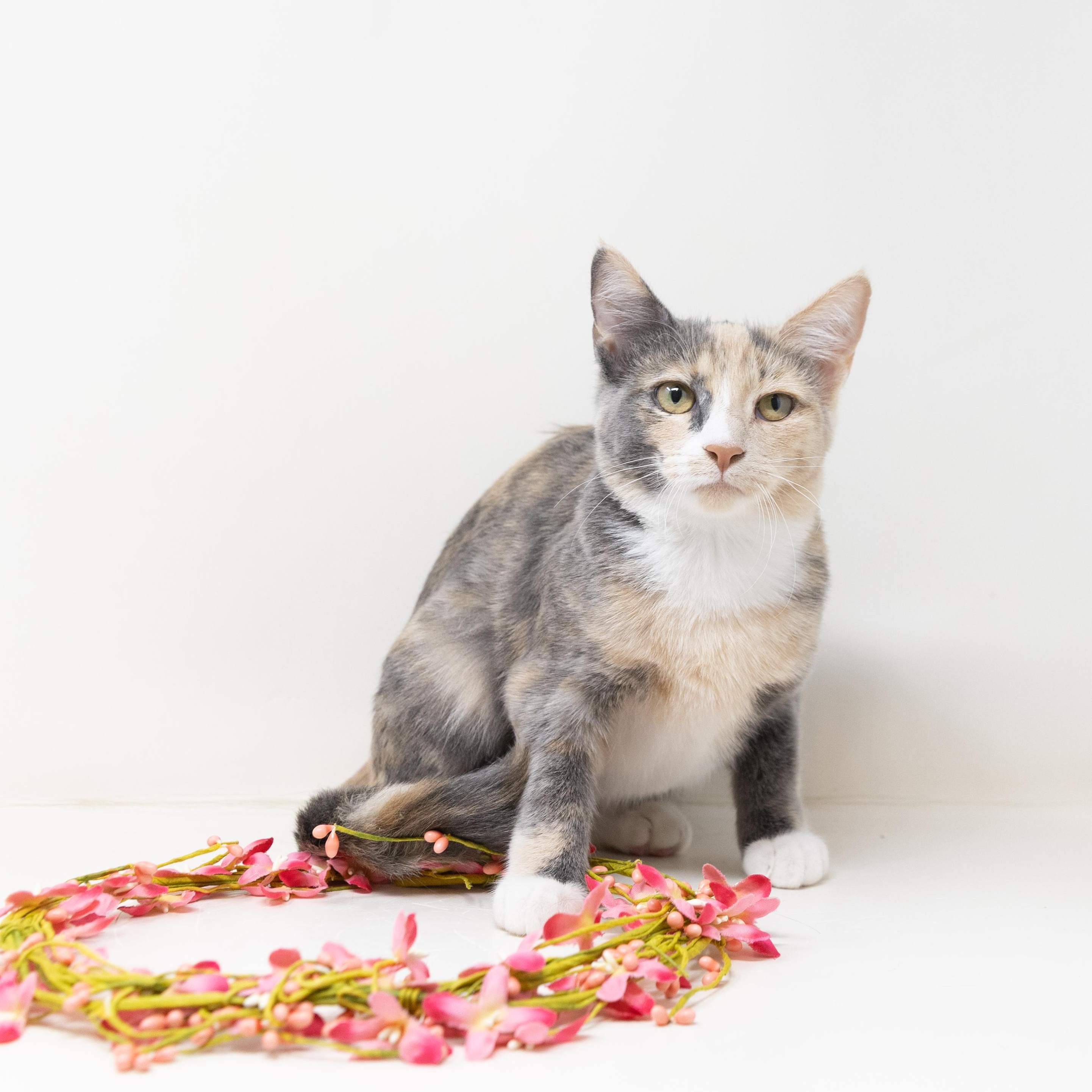 Serrano, ADOPTABLE, Kitten Female Calico.