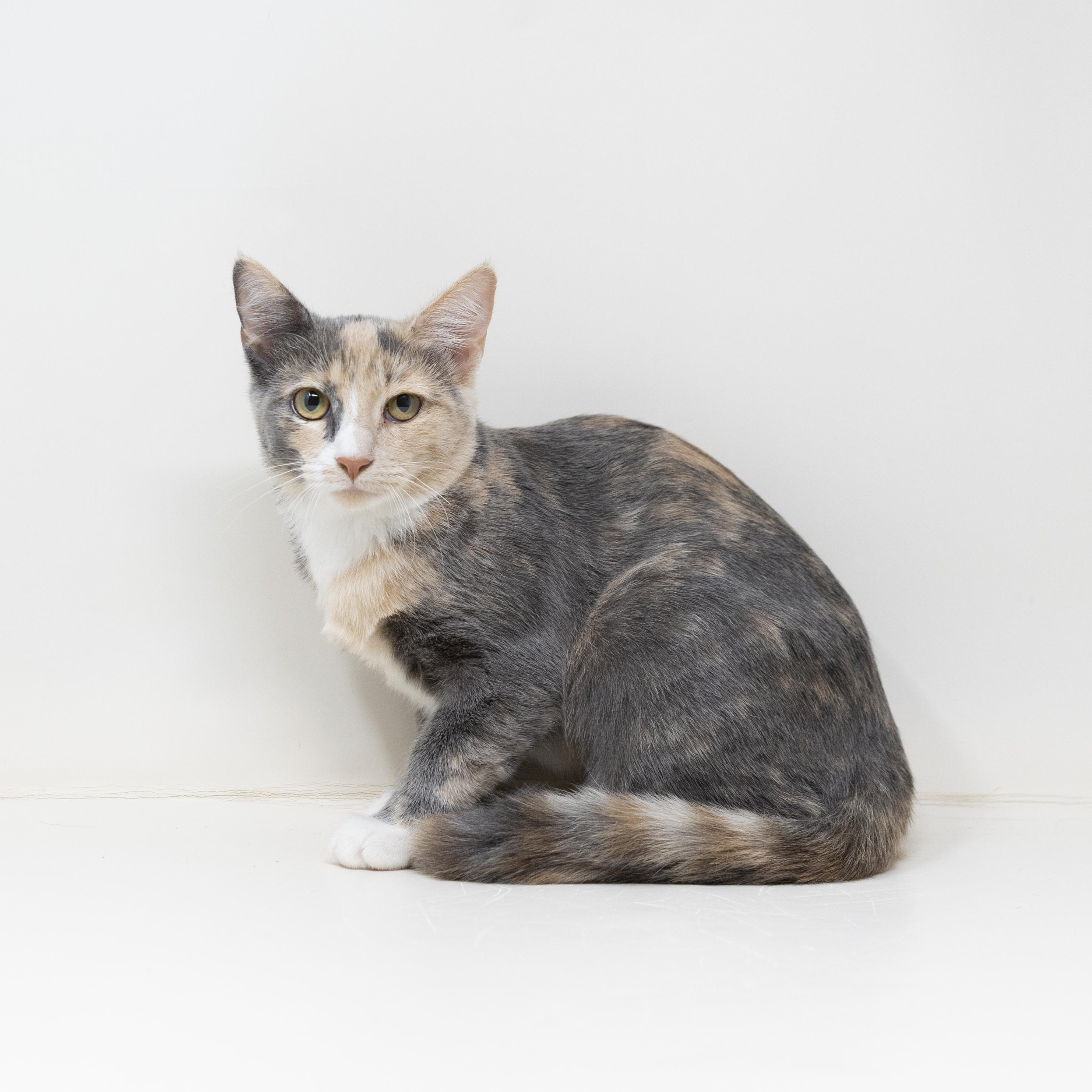Serrano, a ADOPTABLE Calico in Trophy Club, TX image 4/6