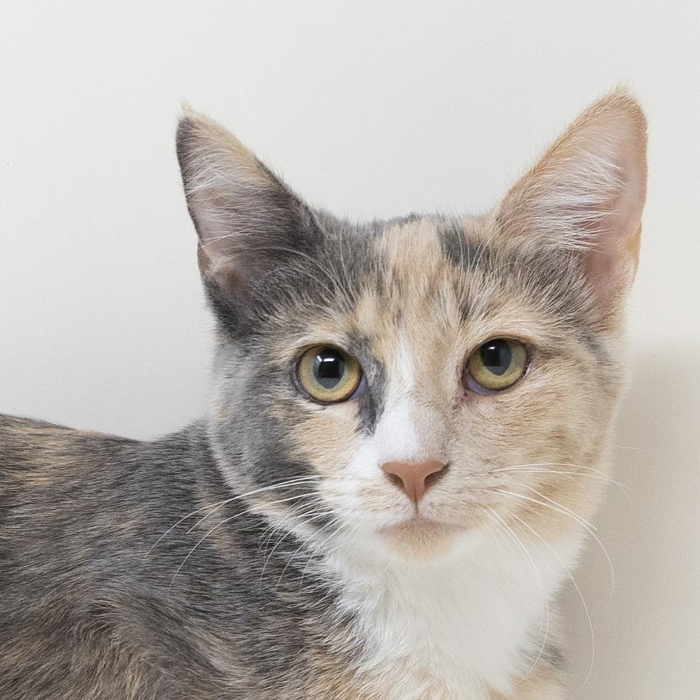 Serrano, a ADOPTABLE Calico in Trophy Club, TX image 6/6