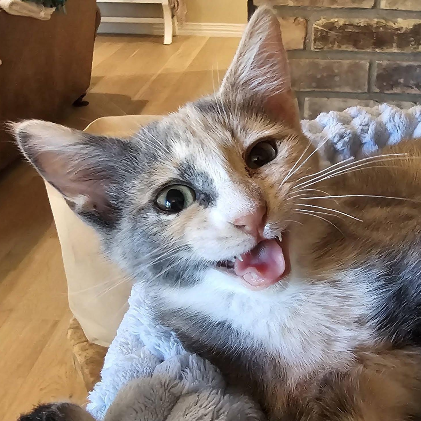 Serrano, a ADOPTABLE Calico in Trophy Club, TX image 3/6