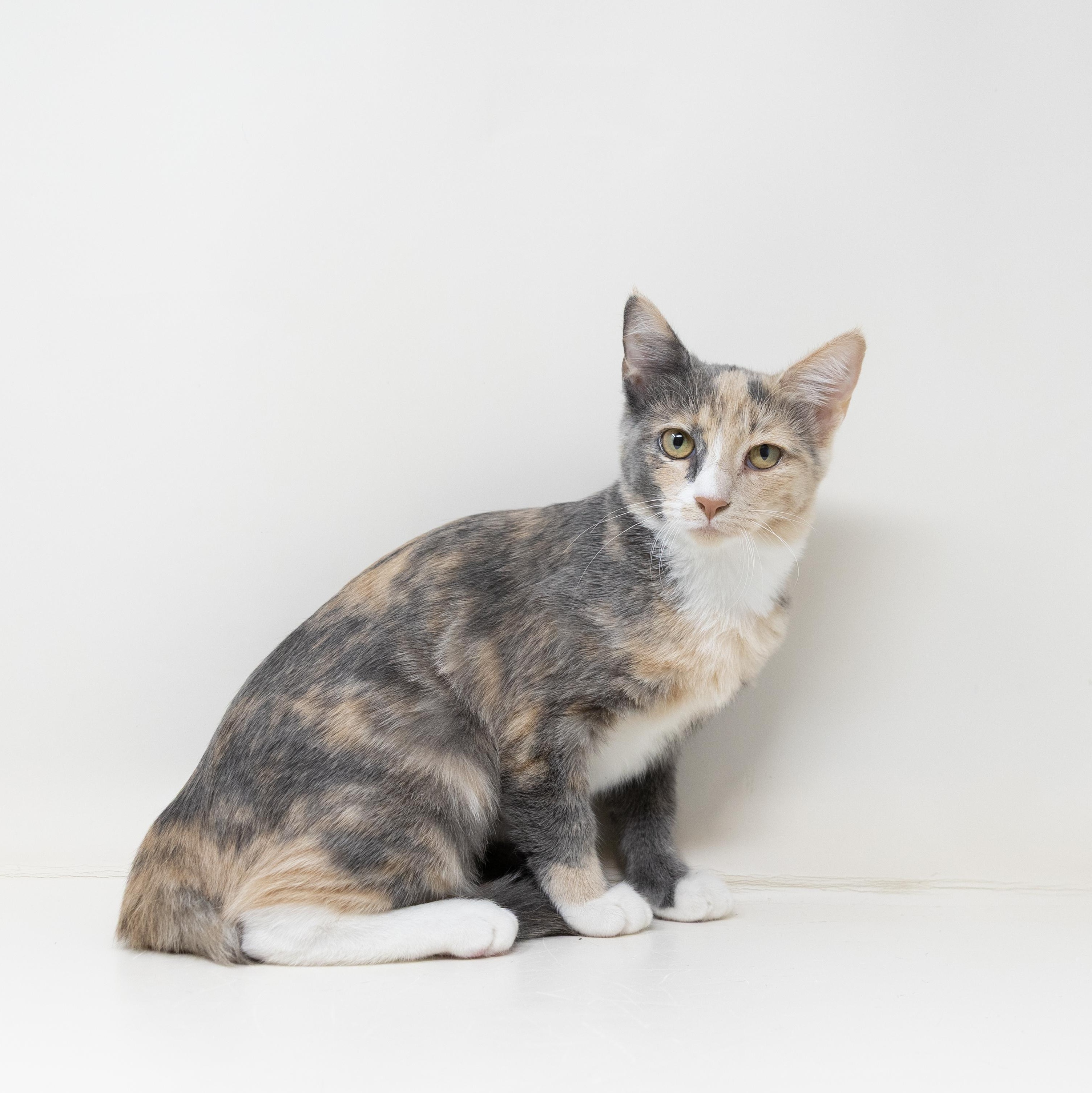 Serrano, a ADOPTABLE Calico in Trophy Club, TX image 5/6