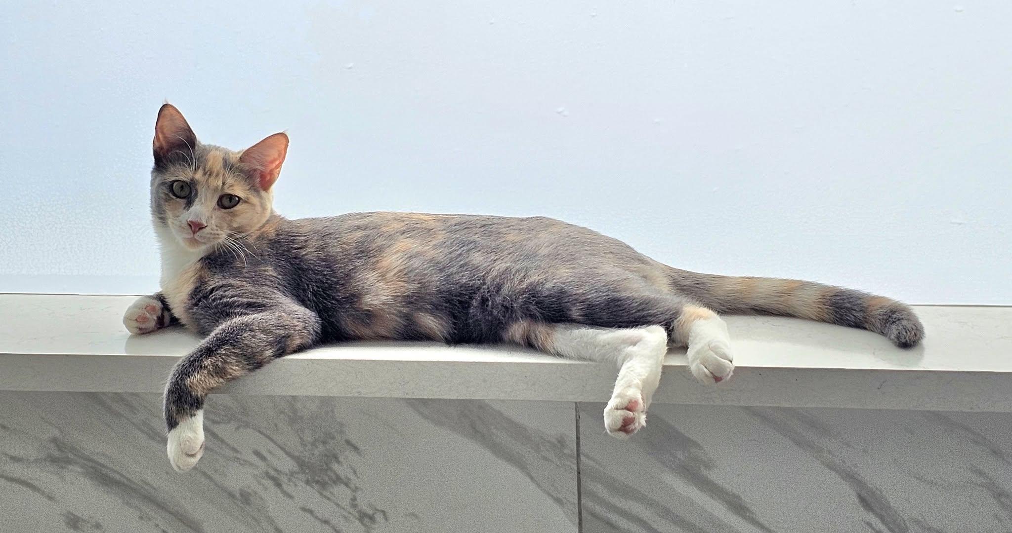 Enlarge Serrano, a ADOPTABLE Calico in Trophy Club, TX image 2/6