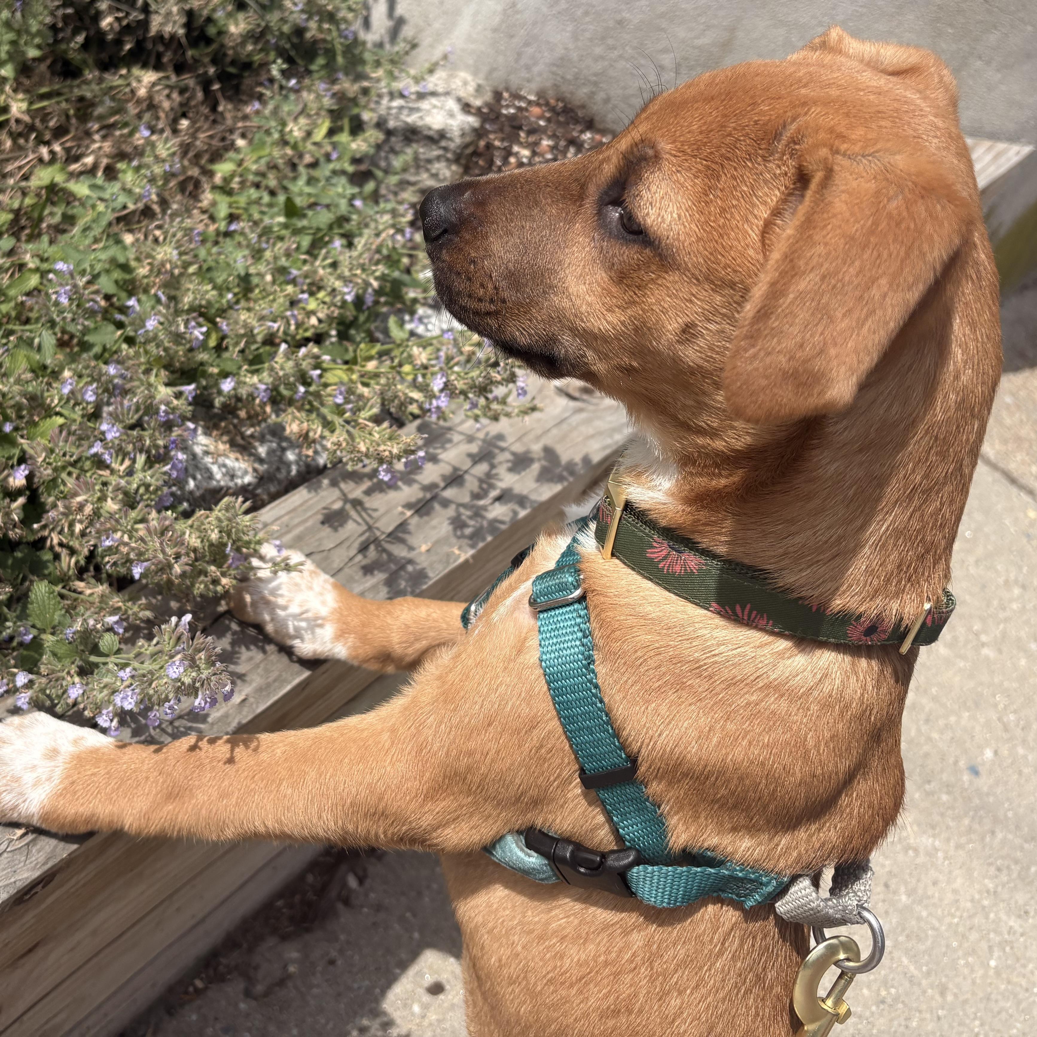Fable, an adoptable mixed breed in Grafton, MA image 4/6