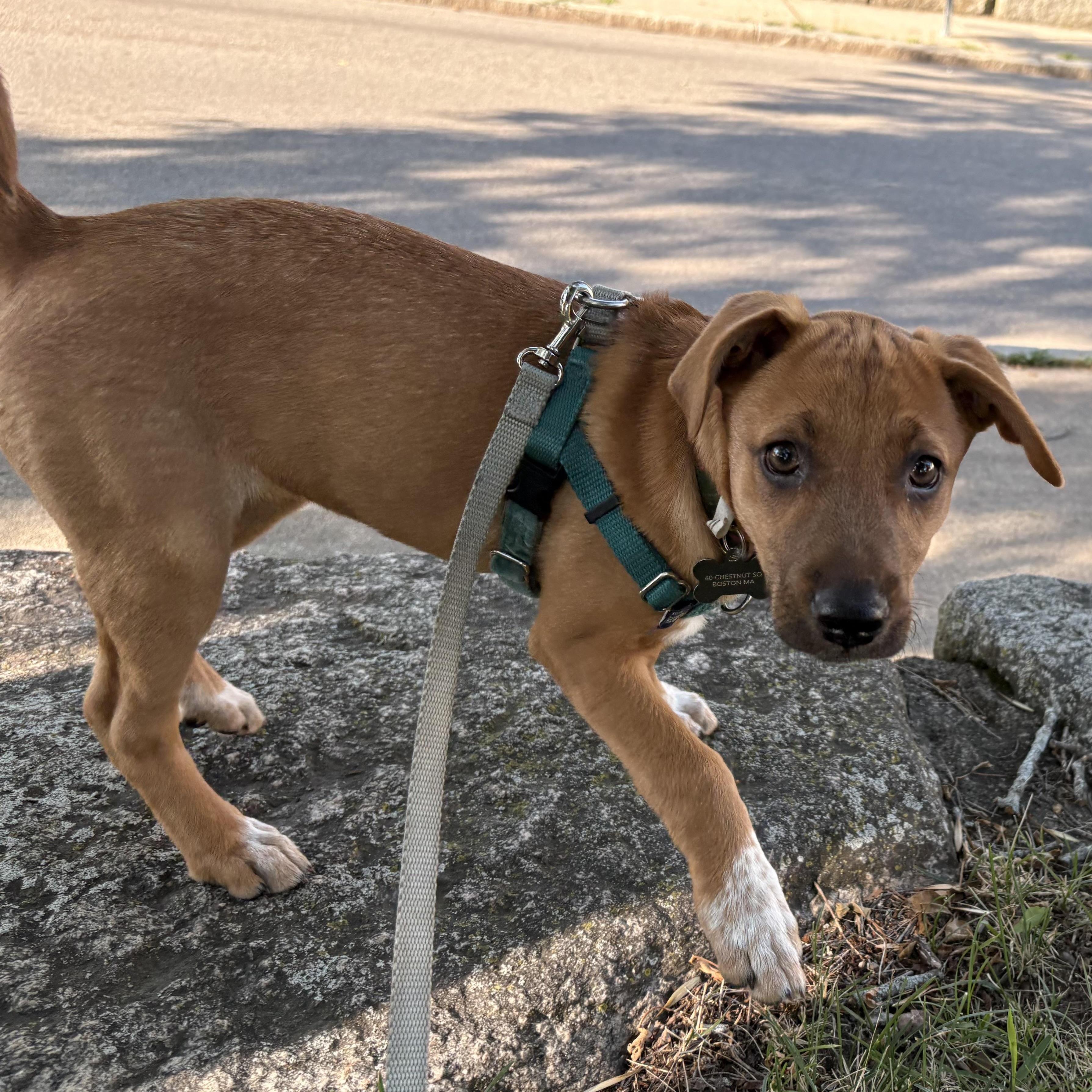 Fable, an adoptable mixed breed in Grafton, MA image 2/6
