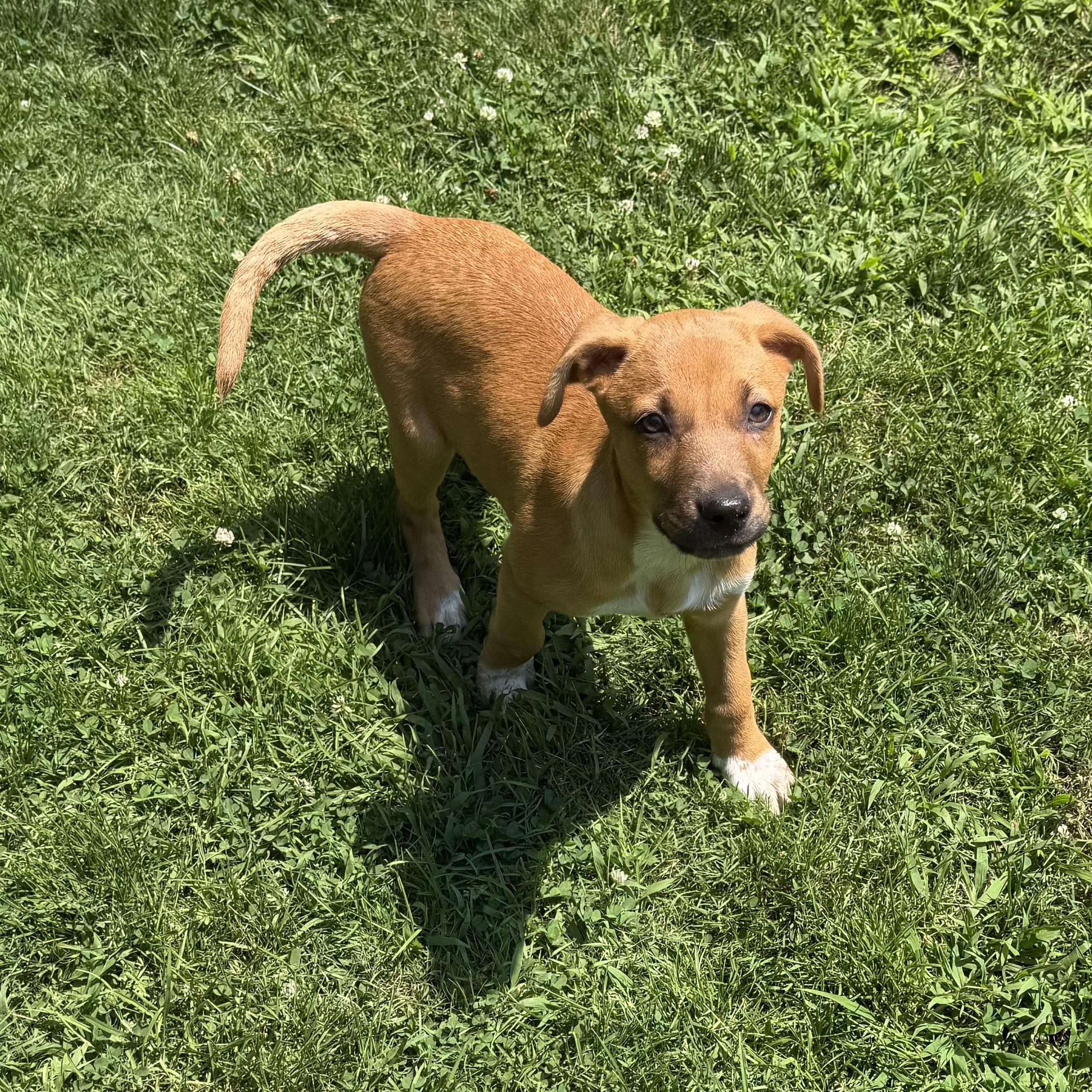 Fable available for adoption photo 6