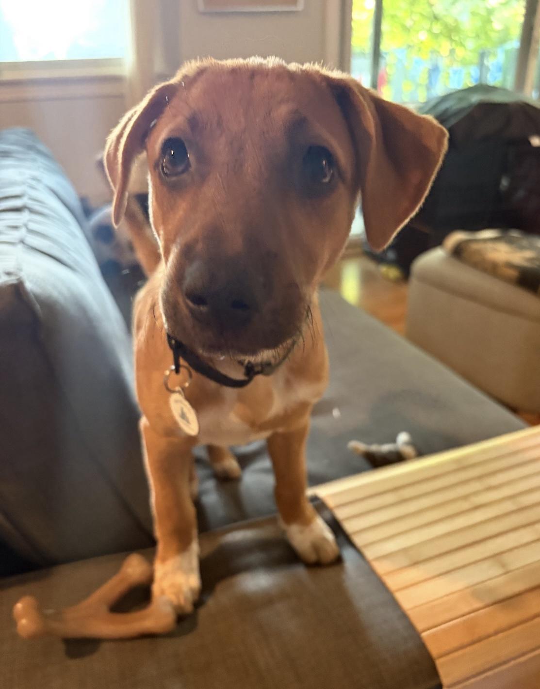 Fable, adoptable, Young Female Australian Cattle Dog / Blue Heeler & Foxhound.