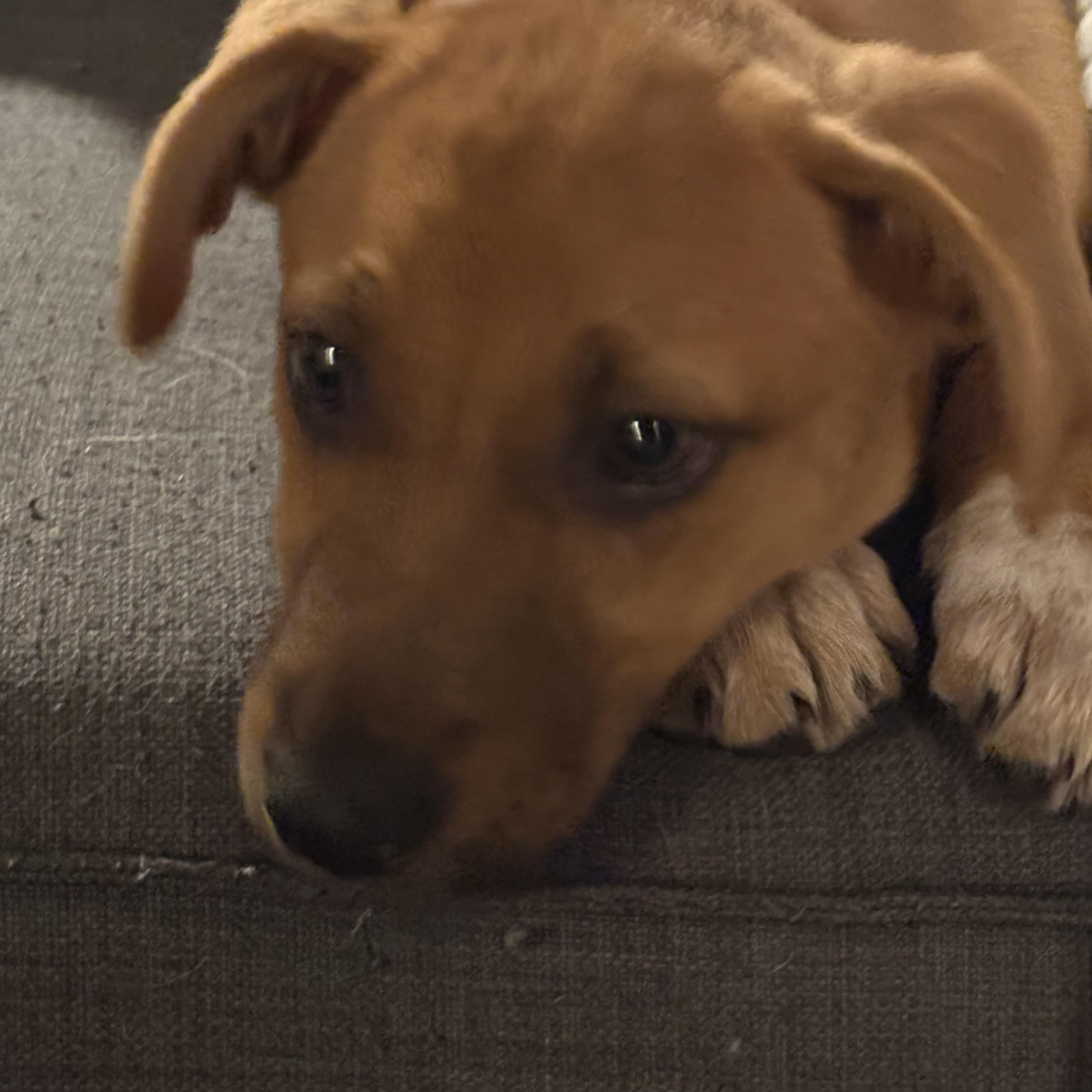 Fable available for adoption photo 2