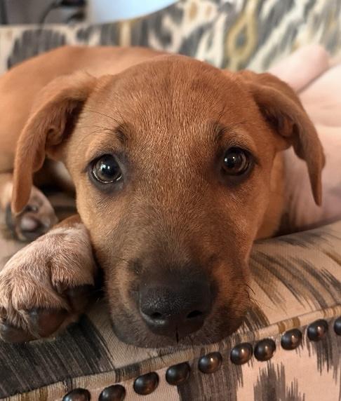 Fable, an adoptable mixed breed in Grafton, MA image 5/6