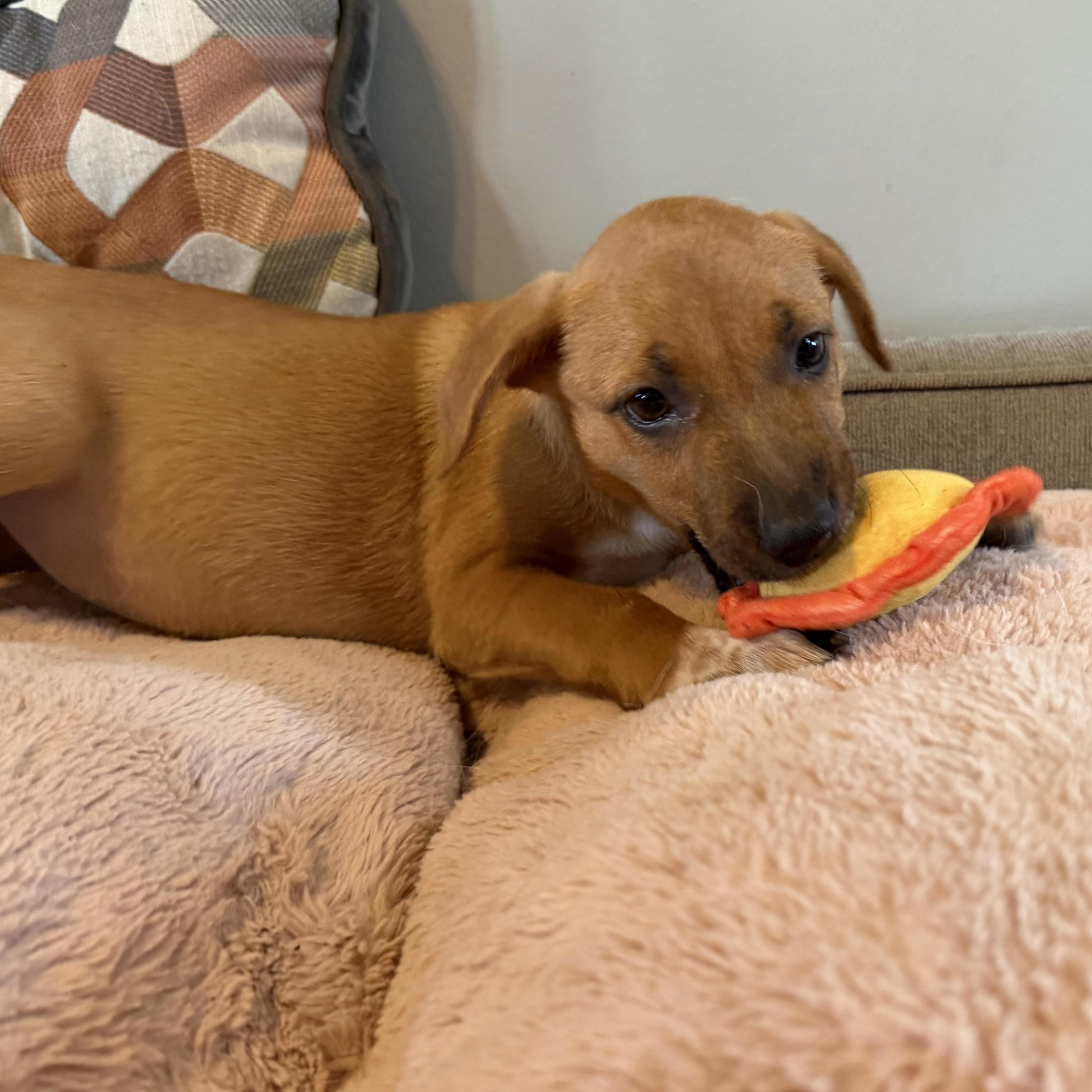 Fable, an adoptable mixed breed in Grafton, MA image 3/6